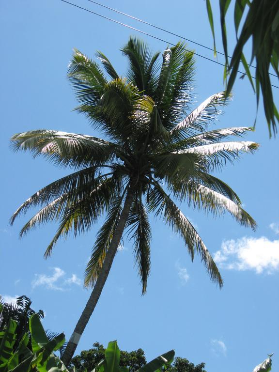 Palm Cottage Castries Exterior photo