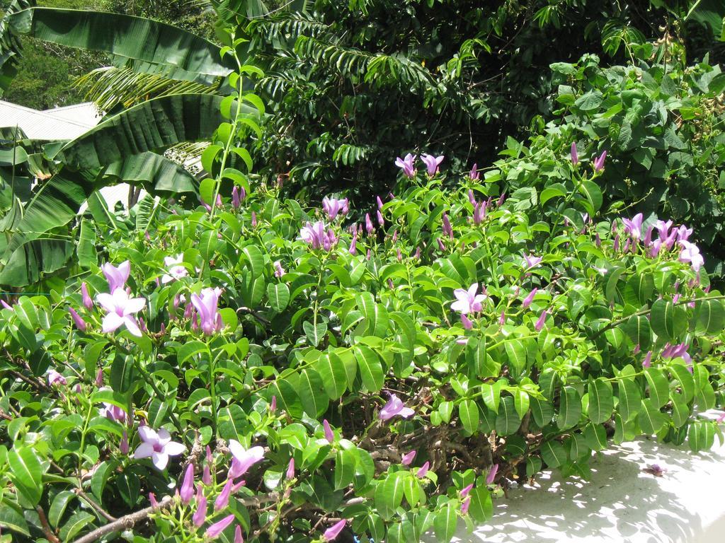 Palm Cottage Castries Exterior photo